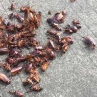 天氣變冷蟑螂都藏到哪去了呢？