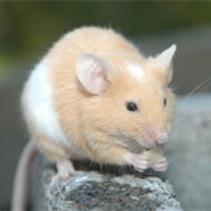 9大滅鼠奇招！??！